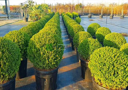 Buxus rotundifolia