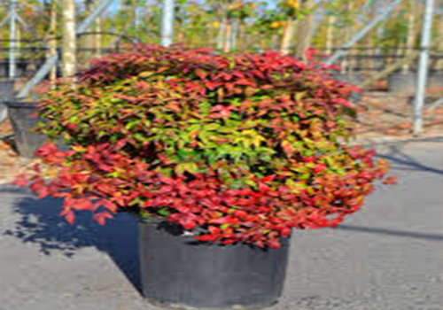 Nandina domestica