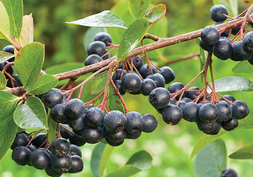 Aronia