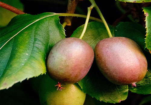 Kiwi berry